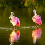 Charlotte Harbor Preserve State Park