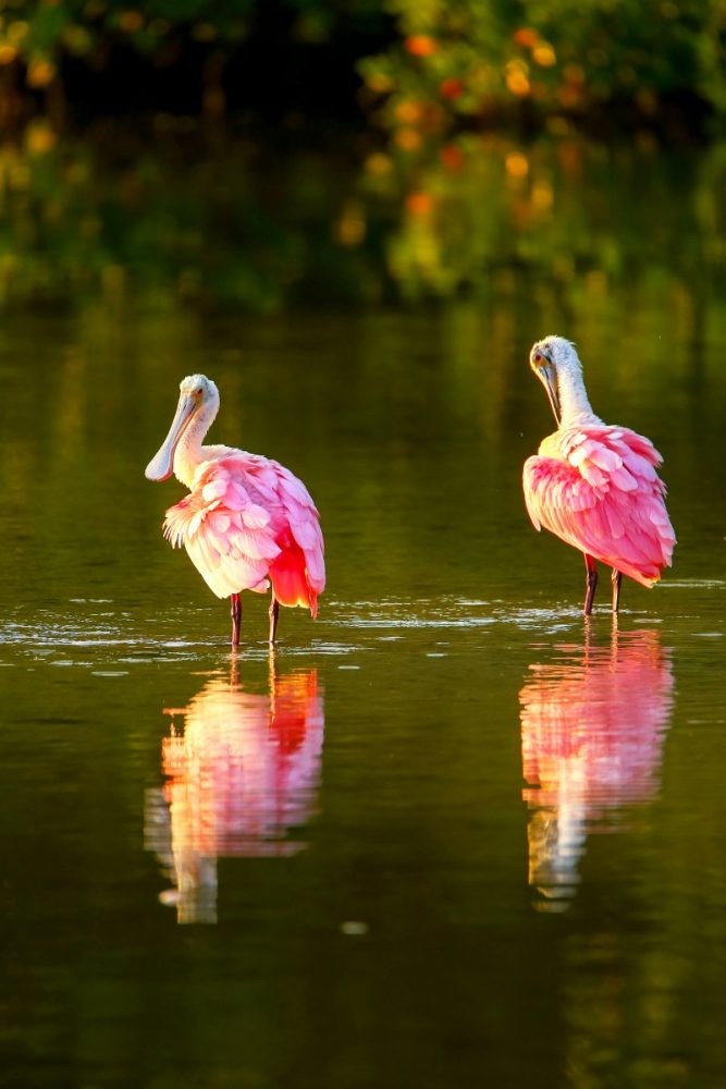 Charlotte Harbor Preserve State Park