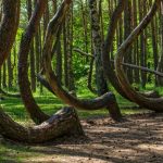 Crooked Forest – Poland