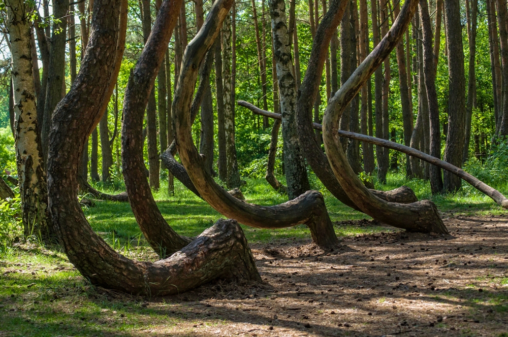 Crooked Forest – Poland