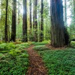 Avenue of the Giants