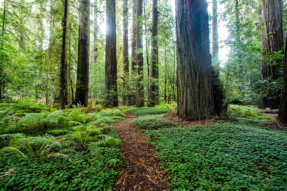 Avenue of the Giants