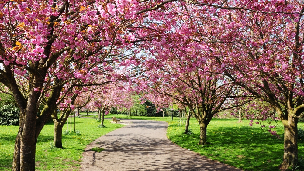 Most Beautiful Spring Destinations in the U.S. 
