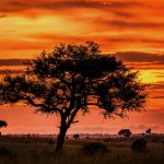 Unforgettable Safari through Uganda