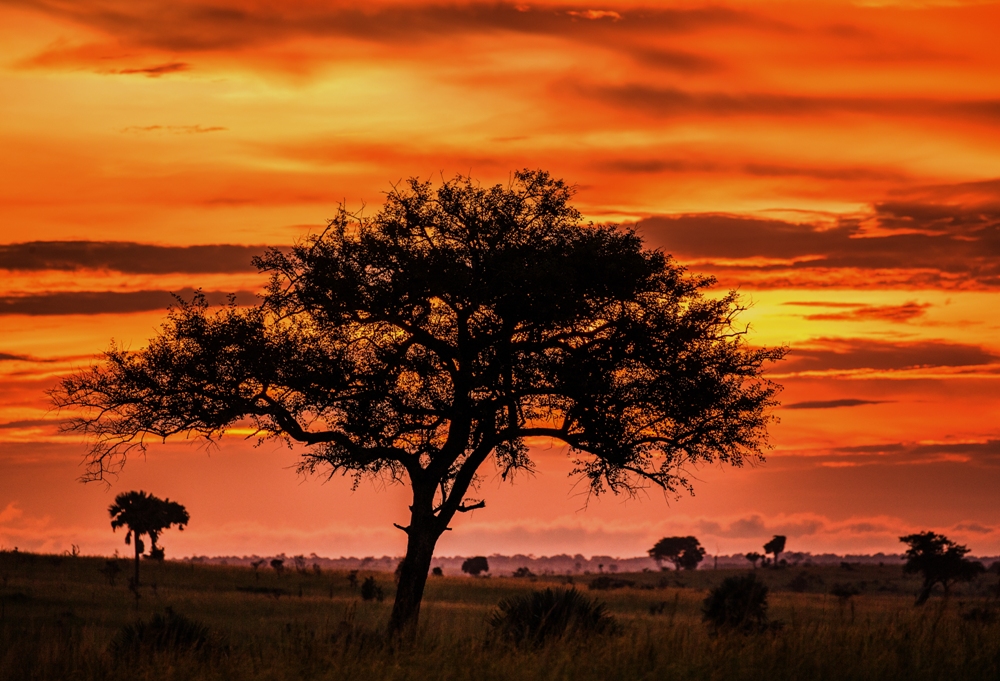 Unforgettable Safari through Uganda
